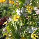 Sementes De Thumbergia (trepadeira Amarelinha) Super Isla