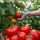 Sementes De Tomate Gaúcho Blueline Topseed