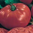 Sementes De Tomate Gaúcho Blueline Topseed