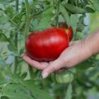 Sementes De Tomate Gaúcho Blueline Topseed