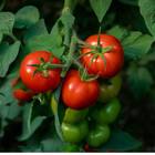 Sementes De Tomate Hibrido Pepita Blueline Topseed