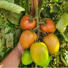 Sementes De Tomate Hibrido Saladete Lucca (50 Sementes) Isla