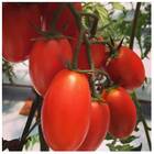 Sementes De Tomate San Marzano (50g) Isla