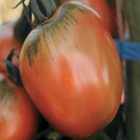 Sementes De Tomate Santa Cruz Kada Gigante Pcte C/ 50 Gramas