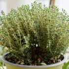 Sementes De Tomilho/timo Super Isla