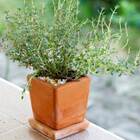 Sementes De Tomilho/timo Super Isla