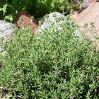 Sementes De Tomilho/timo Super Isla