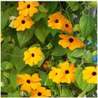 Sementes De Tumbergia Trepadeira (sortida) Feltrin