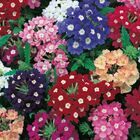 Sementes De Verbena Grandiflora Sortida Env. C/ 1 Grama