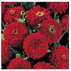 Sementes De Zinia Flor Dahlia Vermelha Topseed