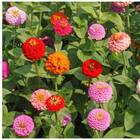 Sementes De Zinia Liliput (sortida) Topseed