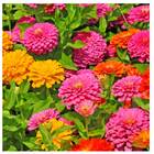 Sementes De Zinia Liliput (sortida) Topseed