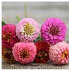 Sementes De Zinia Liliput (sortida) Topseed