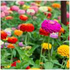 Sementes De Zinia Liliput (sortida) Topseed