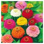 Sementes De Zinnia Tutti Frutti Isla