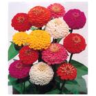 Sementes De Zinnia Tutti Frutti Isla