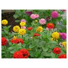 Sementes De Zinnia Tutti Frutti Isla