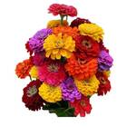 Sementes De Zinnia Tutti Frutti Isla