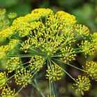 Sementes Erva-doce (anis) Topseed