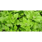 Sementes Espinafre Nova Zelândia  Isla