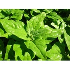 Sementes Espinafre Nova Zelândia  Isla