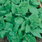 Sementes Espinafre Nova Zelândia Topseed