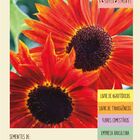 Sementes Girassol Sol Vermelho  Isla