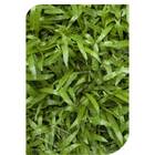 Sementes Grama São Carlos (folha Larga) Isla