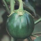 Sementes Jiló Morro Redondo Topseed