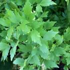 Sementes Levístico (erva Maggi) Topseed