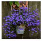 Sementes Lobélia Azul Crystal Palace Topseed