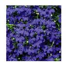 Sementes Lobélia Azul Crystal Palace Topseed