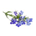 Sementes Lobélia Azul Crystal Palace Topseed