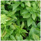 Sementes Manjericão Lemonette (basilicão) Topseed