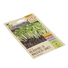 Sementes Manjericão Microverdes