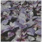 Sementes Manjericão Roxo (basilicão) Topseed