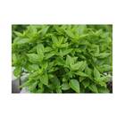 Sementes Manjericão Verde Fino Francês Topseed