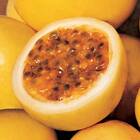Sementes Maracujá Redondo (amarelo) Topseed