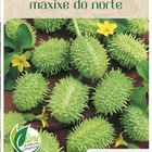 Sementes Maxixe Do Norte Topseed