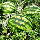 Sementes Melancia Crimson Sweet Topseed