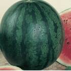 Sementes Melancia Sugar Baby (mini) Topseed