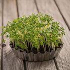 Sementes Microverdes Brotos De Agrião Do Seco Super Isla