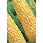 Sementes Milho Doce Azteca (amarelo) Topseed