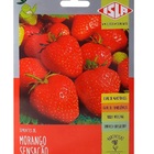 Sementes Morango Sensação  Isla