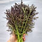 Sementes Mostarda Crespa Roxa (kyoto) Isla