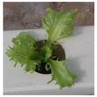 Sementes Orgânicas de Alface Brunela (0,05g) KORIN