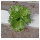 Sementes Orgânicas de Alface Brunela (0,05g) KORIN