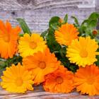 Sementes Orgânicas De Calêndula Pacífica (sortida) Korin