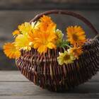 Sementes Orgânicas De Calêndula Pacífica (sortida) Korin