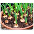 Sementes Orgânicas de Cebola Bola Precoce (0,2g) KORIN